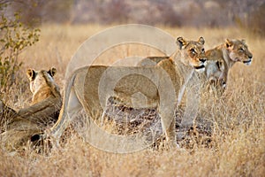 Kruger Lionesses