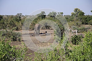 Kruger national park