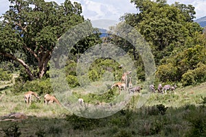 Kruger National Park: general vista photo