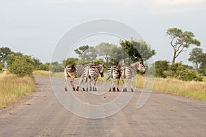 Kruger National Park: zebra in road