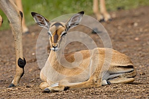 Kruger National Park