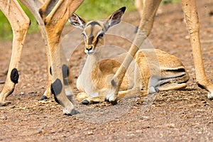 Kruger National Park