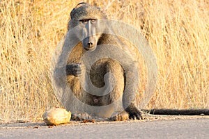 Kruger National Park: Baboon, Papio ursinus