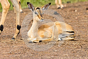 Kruger National Park: baby impala in summer