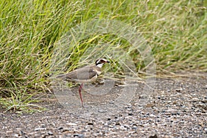 Kruger National Park: Bronze-winged courser