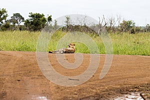 Kruger National Park: Cheetah