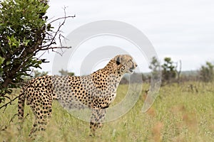 Kruger National Park:  Cheetah scanning area for possible prey