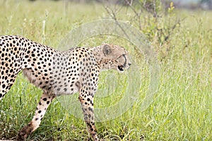 Kruger National Park:  Cheetah walking in the roadlying in the road