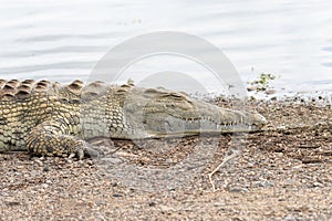 Kruger National Park: close up of a crocodile head showing teeth