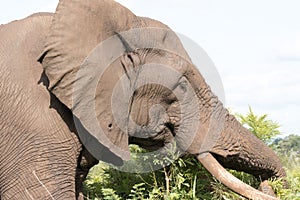 Kruger National Park: close up of elephant