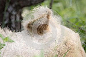 Kruger National Park: close up of lion ear