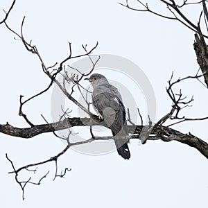 Kruger National Park: Common cuckoo