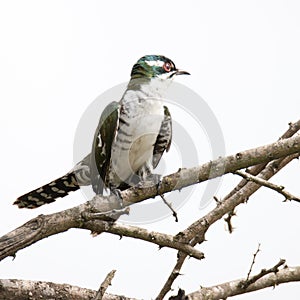 Kruger National Park: Diderick cuckoo