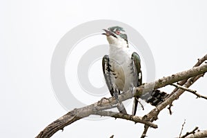 Kruger National Park: Diderick cuckoo