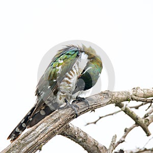 Kruger National Park: Diderick cuckoo