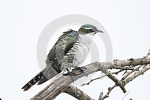 Kruger National Park: Diderick cuckoo