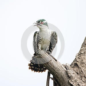 Kruger National Park: Diderick cuckoo portrait