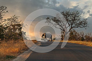 Kruger National Park: Elefant Crossing The Road
