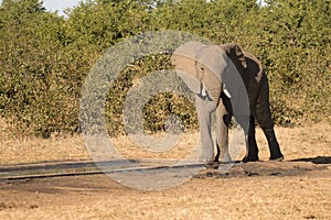 Kruger National Park elephant