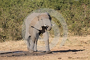 Kruger National Park elephant