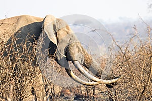 Kruger National Park elephant