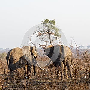 Kruger National Park: elephant