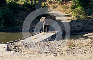 Kruger National Park: elephant