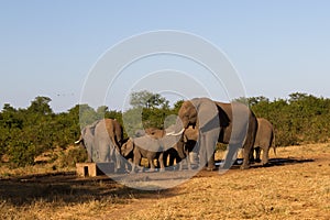 Kruger National Park: elephant