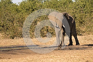 Kruger National Park: elephant