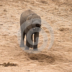 Kruger National Park: elephant