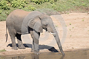 Kruger National Park: elephant drinking Letaba River
