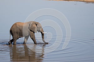 Kruger National Park: elephant wading