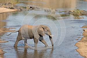 Kruger National Park: elephant wading