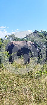 Kruger National Park - Elephants - Grazing - Trees - Safari - Bushveld