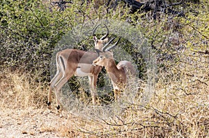 Kruger National Park - Impala