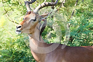 Kruger National Park: Impala ram attended by oxpeckers