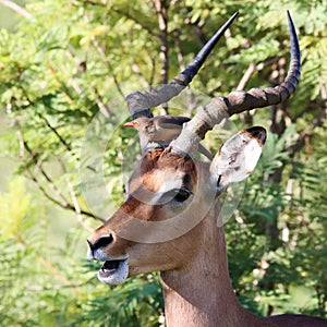 Kruger National Park: Impala ram attended by oxpeckers