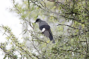 Kruger National Park: Jacobin cuckoo