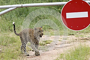 Kruger National Park:  Leopard on dirt road with no entry sign