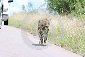 Kruger National Park: Leopard walking in road