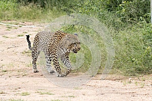 Kruger National Park: leopard walking in road