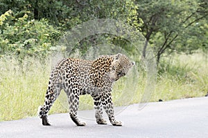 Kruger National Park: leopard walking in road