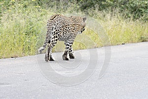 Kruger National Park: leopard walking in road
