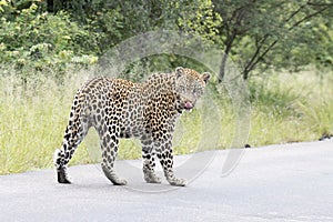 Kruger National Park: leopard walking in road