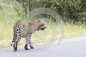Kruger National Park: leopard walking in road