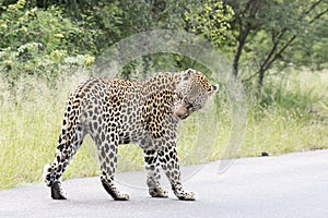 Kruger National Park:  Leopard walking in road