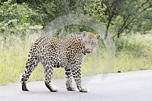 Kruger National Park:  Leopard walking in road