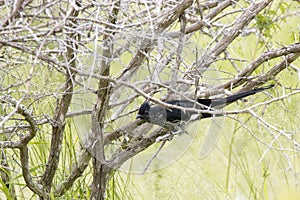 Kruger National Park: Levaillant`s cuckoo