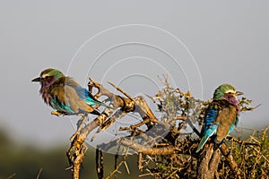 Kruger National Park: Lilac-breasted roller