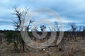 Kruger National Park, Limpopo and Mpumalanga provinces, South Africa